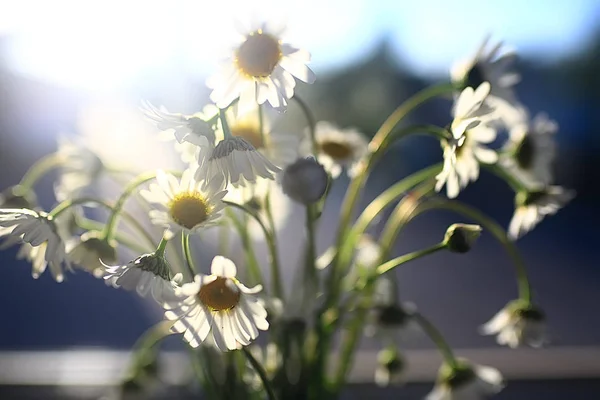 Bouquet Camomille Vaso Fresco Bouquet Primaverile Fiori Campo — Foto Stock