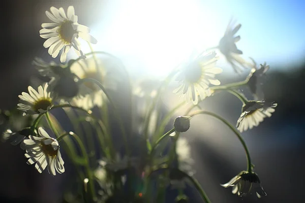 Bukiet Chamomiles Wazonie Wiosna Świeży Bukiet Kwiatów — Zdjęcie stockowe