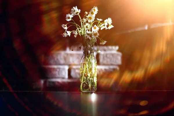 Strauß Kamillen Der Vase Frischer Frühlingsstrauß Von Wildblumen — Stockfoto