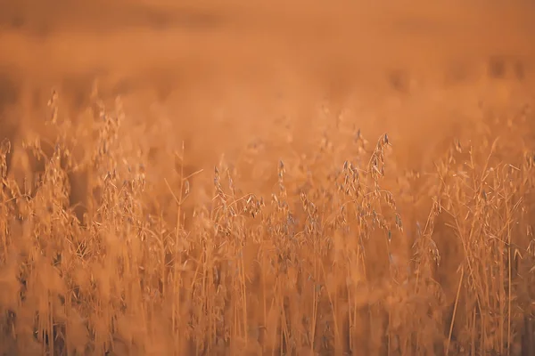 Avena Campo Rural Antecedentes Agrícolas — Foto de Stock