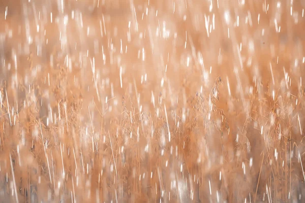 rain background . autumn background with rain on field with dry grass