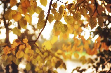 arka plan yaprak / sarı sonbahar park ağaç dallarında ile düşen yaprakları yaprakları. Arka plan bulanık kavramı sonbahar. Pastırma yazı. Turuncu bitki örtüsü ile kaplı bir ağacın.