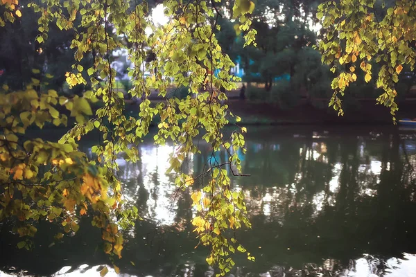 Foglie Autunnali Sfondo Foglie Gialle Rami Autunno Parco Albero Con — Foto Stock