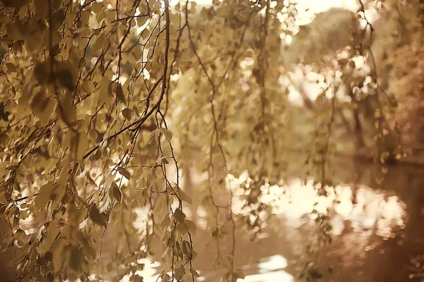 Hojas Otoño Fondo Hojas Amarillas Ramas Árboles Del Parque Otoño — Foto de Stock