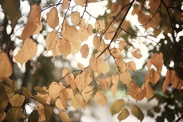 Foglie Autunnali Sfondo Foglie Gialle Rami Autunno Parco Albero Con — Foto Stock