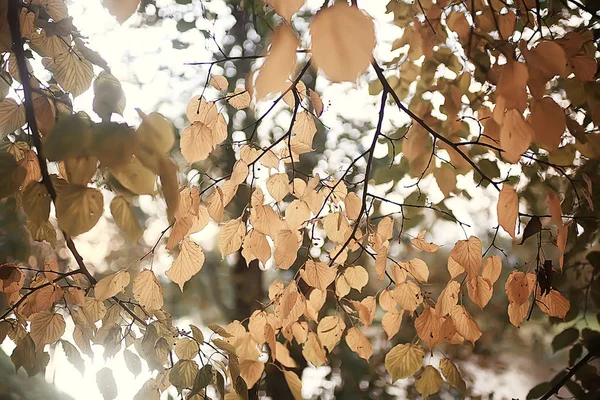 Hojas Otoño Fondo Hojas Amarillas Ramas Árboles Del Parque Otoño — Foto de Stock