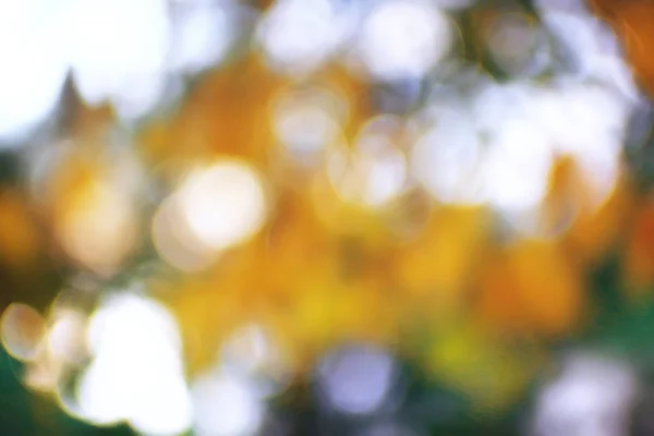 Осіннє Листя Фону Жовті Листя Осінній Парк Гілки Дерев Падаючі — стокове фото