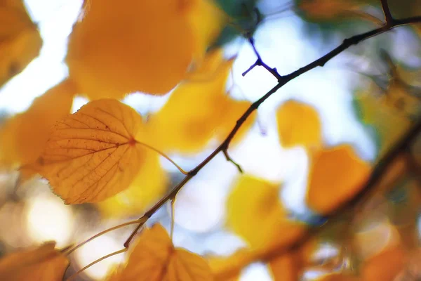 Φύλλα Του Φθινοπώρου Φόντο Κίτρινα Φύλλα Φθινοπωρινά Κλαδιά Δέντρων Πάρκο — Φωτογραφία Αρχείου