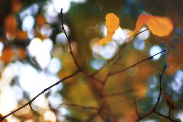 Hojas Otoño Fondo Hojas Amarillas Ramas Árboles Del Parque Otoño — Foto de Stock