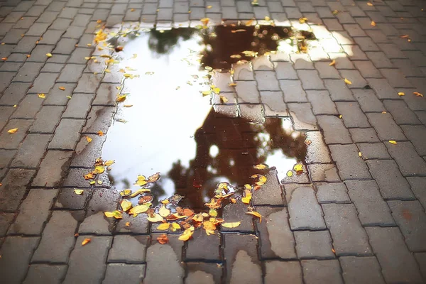 Fallen Pozadí Žluté Listy Rozostřené Pozadí Žluté Podzimní Listí Zemi — Stock fotografie