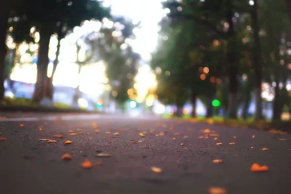 Background Fallen Leaves Yellow Orange Fallen Autumn Leaves Ground City — Stock Photo, Image