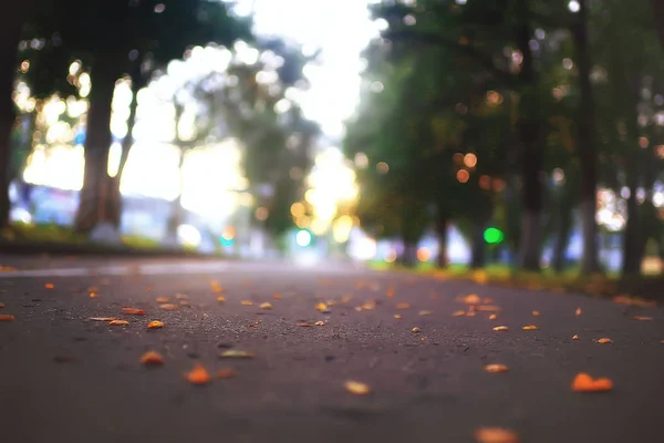 background of fallen leaves / yellow and orange fallen autumn leaves on the ground in a city park. Texture of autumn leaves, concept of autumnal picture