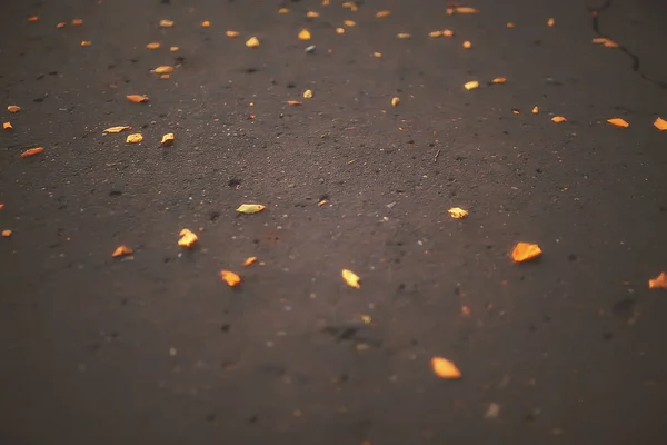 Fallen yellow leaves background / Blurred yellow autumn background with leaves on the ground, Indian summer, October leaves