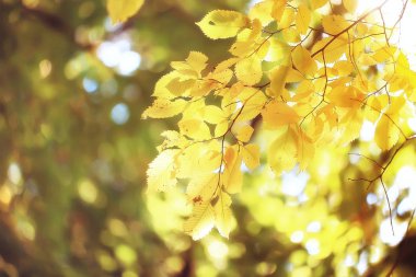 arka plan yaprak / sarı sonbahar park ağaç dallarında ile düşen yaprakları yaprakları. Arka plan bulanık kavramı sonbahar. Pastırma yazı. Turuncu bitki örtüsü ile kaplı bir ağacın.