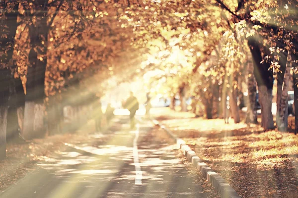 Autumn Landscape Sunrays Autumn Trees Sunset Forest Yellow Leaves Indian — Stock Photo, Image