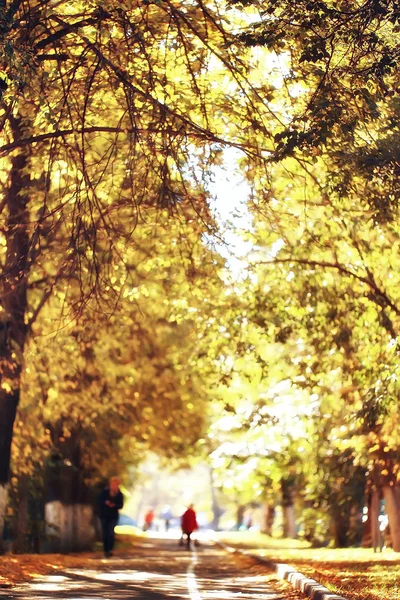 Schöne Landschaft Des Indischen Sommers Gelbe Waldbäume Und Sonnenstrahlen — Stockfoto