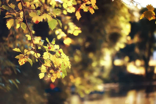 Hojas Otoño Fondo Hojas Amarillas Ramas Árboles Del Parque Otoño — Foto de Stock