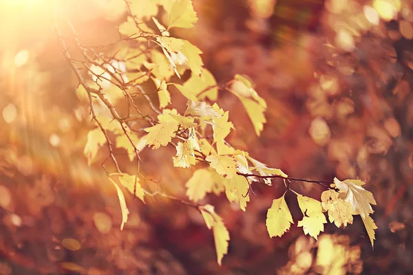 紅葉背景 秋の公園の木の枝 木の葉 背景をぼかした写真コンセプト秋 インドの夏 オレンジ色の紅葉で覆われた木の枝 — ストック写真