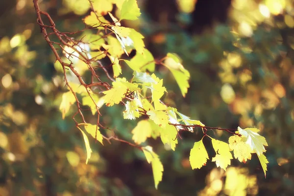 Herbst Blätter Hintergrund Gelbe Blätter Herbst Park Baumzweige Mit Fallenden — Stockfoto