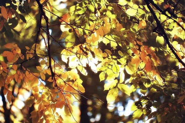 Foglie Autunnali Sfondo Foglie Gialle Rami Autunno Parco Albero Con — Foto Stock