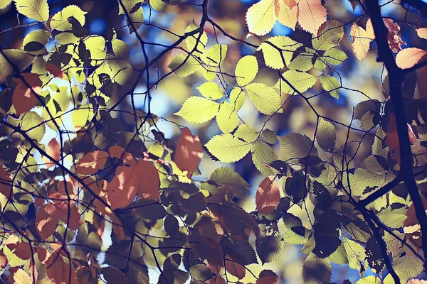 Autumn Leaves Background Yellow Leaves Autumn Park Tree Branches Falling — Stock Photo, Image