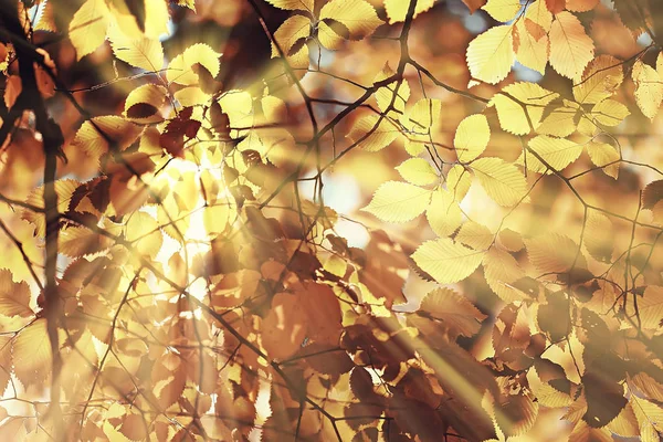 Herfst Landschap Zonnestralen Herfst Bomen Zonsondergang Het Bos Met Gele — Stockfoto