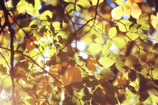 Jesienne Liście Tło Żółta Liści Jesień Gałęzie Drzewa Parku Spadających — Zdjęcie stockowe
