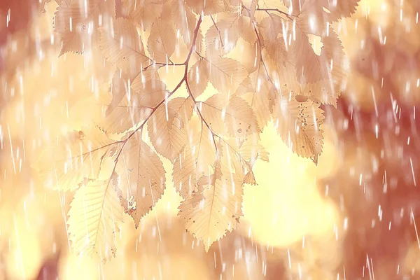 Őszi Park Esős Háttér Őszi Táj Háttér Textúra Csepp Víz — Stock Fotó
