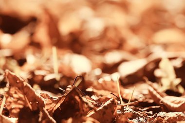 Sarı yapraklar arka plan düşmüş / zemin, Hint yaz, Ekim yaprakları yaprakları ile sarı sonbahar arka plan bulanık