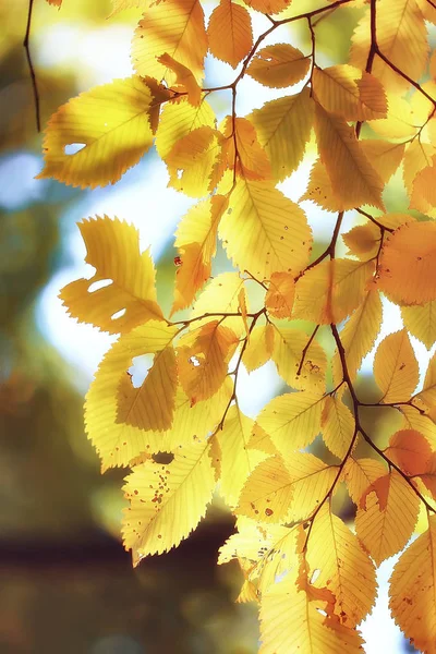 秋天叶子背景或黄色叶子在秋天公园树分支与下落的叶子 模糊的背景概念秋天 印度的夏天 树的树枝上覆盖着橘色的叶子 — 图库照片