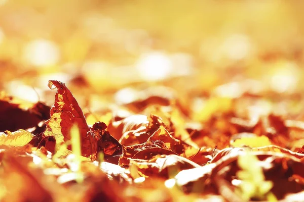 Fallen yellow leaves background / Blurred yellow autumn background with leaves on the ground, Indian summer, October leaves