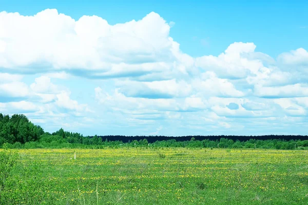 Krajobraz Lato Zielone Pola Słoneczny Dzień — Zdjęcie stockowe