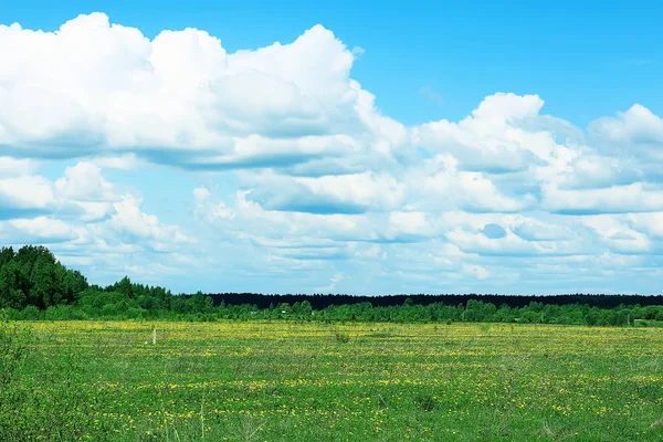 Krajina Slunečný Den Zelené Letní Pole — Stock fotografie