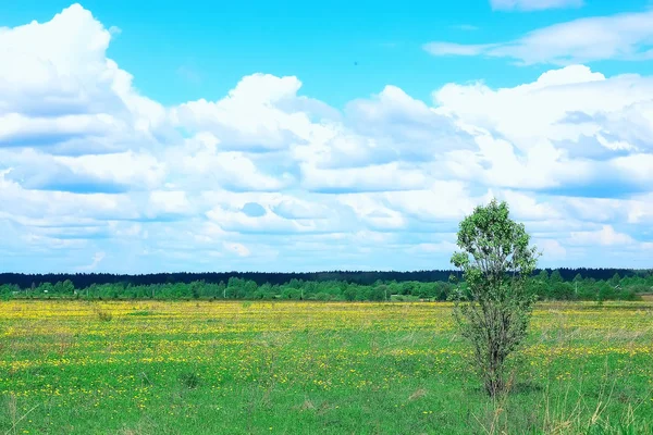 Paisagem Campo Verão Verde Dia Ensolarado — Fotografia de Stock