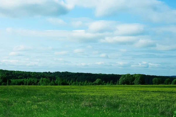 Landskap Grønt Sommerfelt Solskinnsdag – stockfoto