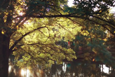 sarı ağaç ve göl Park şaşırtıcı sonbahar manzara 