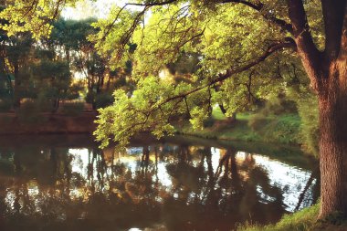 sarı ağaç ve göl Park şaşırtıcı sonbahar manzara 
