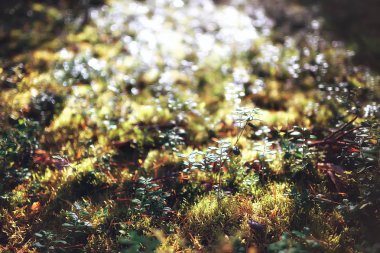 Sonbahar ormanda, makro doğa moss