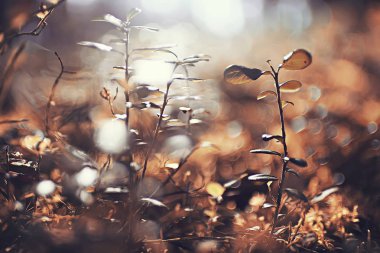 güzel sonbahar orman manzara güneşli bir gün, Hint yaz 