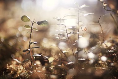 Sonbahar ormanda, makro doğa moss