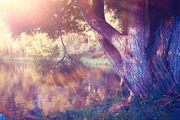 beautiful landscape of Indian summer, yellow forest trees and sun rays