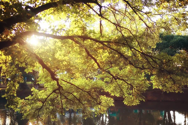 インドの夏 黄色の森の木や太陽光線の美しい風景 — ストック写真