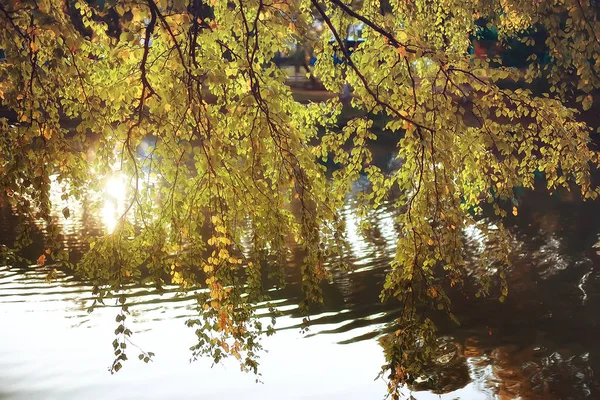 Bela Paisagem Verão Indiano Árvores Floresta Amarela Raios Sol — Fotografia de Stock