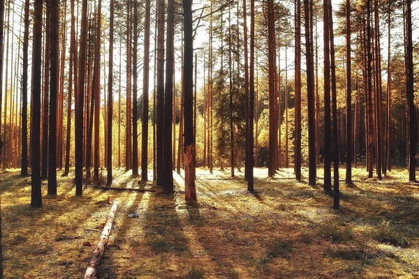 Bela Paisagem Verão Indiano Árvores Floresta Amarela Raios Sol — Fotografia de Stock