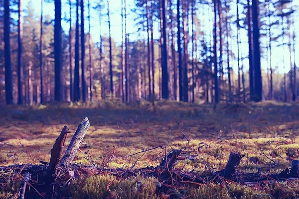 Malebnou Podzimní Lesní Krajina Slunečný Den Babí Léto — Stock fotografie