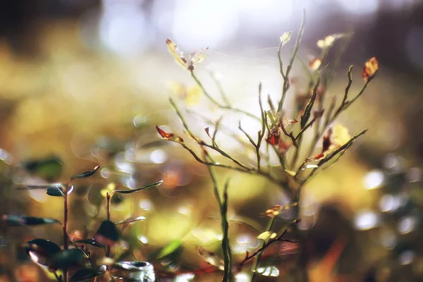 Красивий Краєвид Бабине Літо Жовтого Лісу Дерев Сонячних Променів — стокове фото