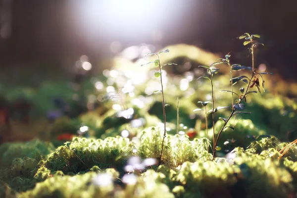 Sonbahar Ormanda Makro Doğa Moss — Stok fotoğraf
