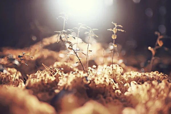 Malerische Herbstliche Waldlandschaft Sonniger Tag Indischer Sommer — Stockfoto