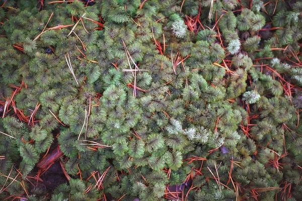 Mech Podzimním Lese Makro Příroda — Stock fotografie