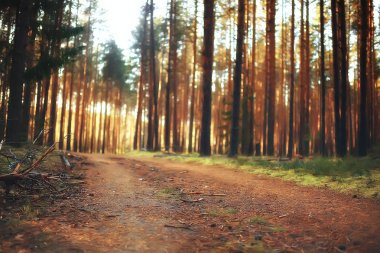 güzel sonbahar orman manzara güneşli bir gün, Hint yaz 
